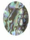 Abalone Shell