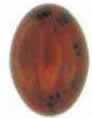 Amber (fossilised tree resin)